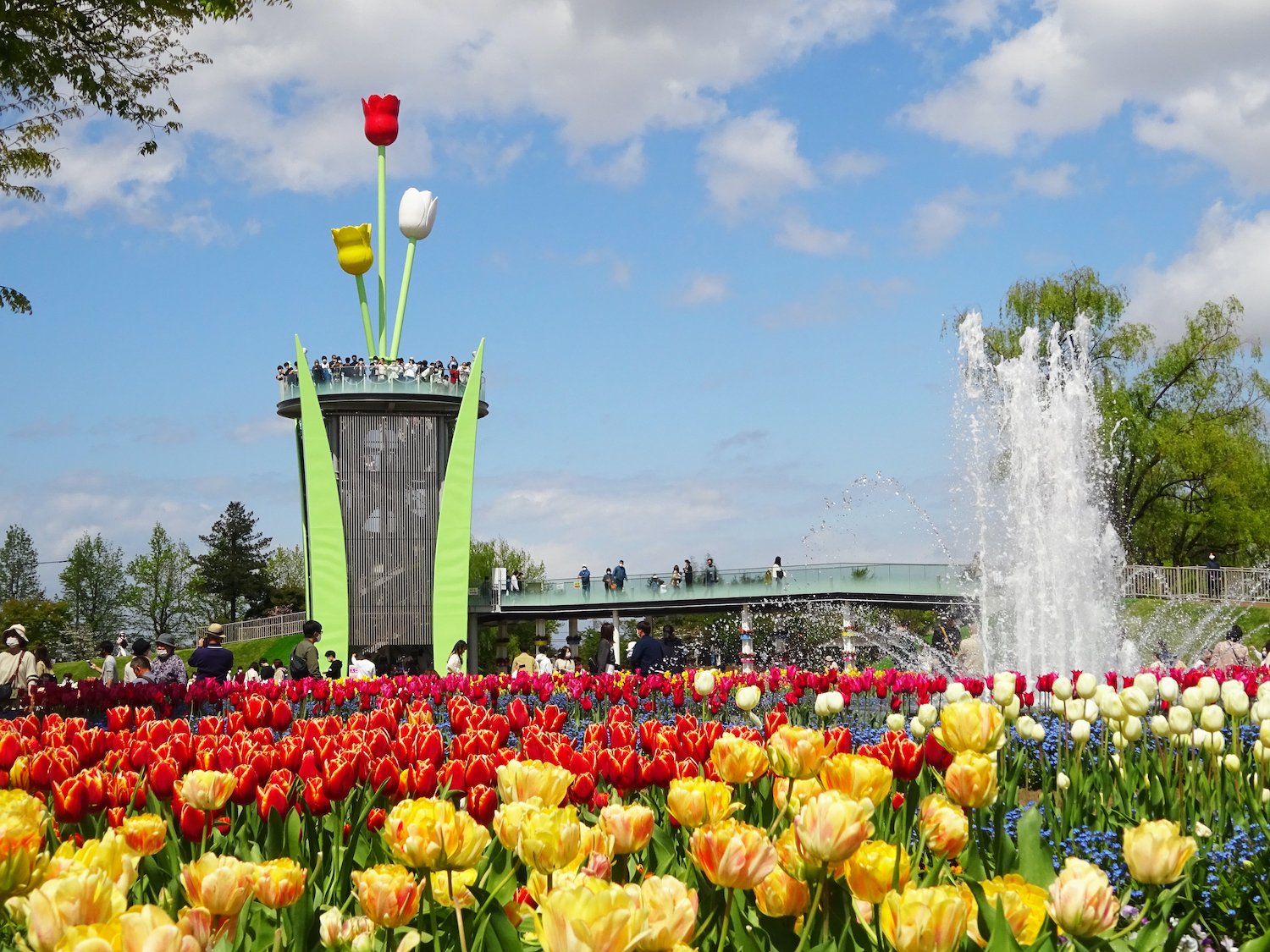 🌷 도나미 튤립 공원(도나미 튤립 코엔) 이미지 5